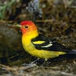 Western Tanager