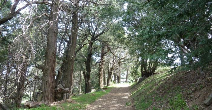 Volcan Trail through cedars